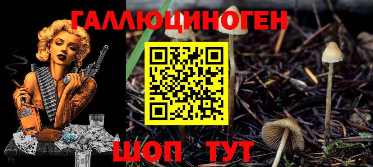 Карасук  Галлюциногенные грибы Psilocybine cubensis  Псилоцибиновые грибы прущие грибы  Вход с VPN 